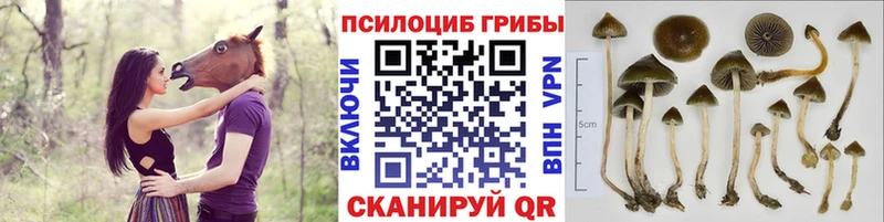 Псилоцибиновые грибы ЛСД Феодосия